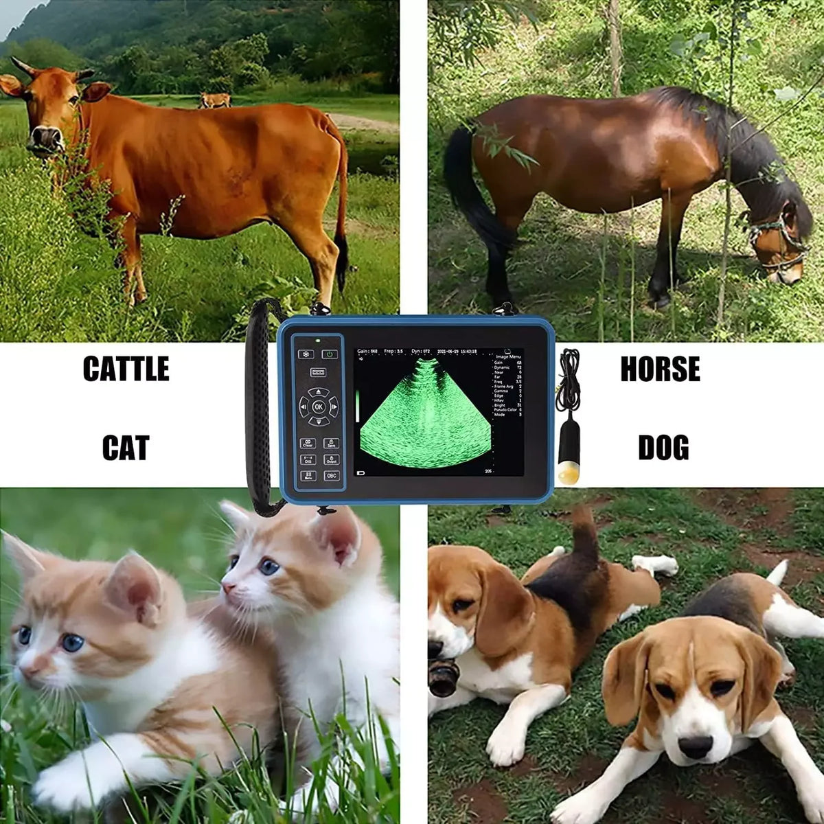 Dawei Portable Veterinary Ultrasound Scanner With 3.5MHz Probe